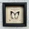 Marco de Fotos con Foto de Espécimen de Mariposa Real Elegante Madera Decorativa Pintura Muebles para el Hogar Marco de Fotos Retro Europeo Mesa Regalo de Cumpleaños