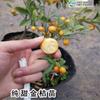 Mudas de kumquat das quatro estações em vaso com frutas para sala de estar, plantas que trazem riqueza e tesouro, flores de interior, plantas verdes, vaso pequeno de laranja