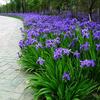 Sementes de Centáurea Perene no Atacado de Várias Regiões, Sementes de Dianthus Multicolores, Flores Medicinais, Flores de Trigo Gigantes, Sementes para Jardinagem