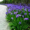 180 Variedades de Sementes de Flores Não Repetitivas, Fáceis de Cultivar em Todas as Estações, Podem Afastar Mosquitos, Adequadas para Varandas Internas e Externas, Distribuição Transfronteiriça