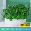 Peça Única de Dropshipping com Planta de Grama de Cobre Folhosa Hidropônica no Escritório, Florais e Plantas Verdes Fáceis de Cultivar, Plantas em Vasos, Plantas Aquáticas e Plantas Verdes