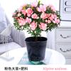 Azaleia Florífera de Quatro Estações em Vaso com Flores e Mudas de Árvores Verdes com Botões, Troncos Velhos, Fácil de Cultivar Planta de Flor de Interior Bonsai