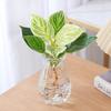 Planta Hidropônica Diamante de Platina Planta Verde Cultivada em Água para Mesa de Escritório Interna Flor em Vaso É Fácil de Manter em Todas as Estações