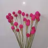 Flor Violeta Eterna Flor Seca Natural Flor de Orquídea Mariposa Material Flor Seca Material para Manualidades Origen Yunnan