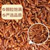 Fabricante de Arroz Rojo, Arroz Nuevo 500g, Bolsas al por Mayor, Arroz Integral a Granel, Granos Enteros, Lote a Granel, Arroz Rojo Producido en Granja
