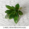 Uau Bonsai de Suculenta Artificial Personalizado Plantio Flocagem Acessórios de Suculenta Falsa Artificial Plantas Verdes DIY Decoração de Casa