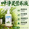 Solución Nutritiva Ye Jing Ling para Plantas Verdes y Flores Cuidado de las Hojas Solución Nutritiva Limpia las Hojas Ilumina las Hojas Mejora las Manchas en las Hojas