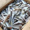 Peixe Seco Pequeno, Pargo Seco 500g, Peixe Seco Sem Cabeça Seco ao Ar, Peixe Salgado de Shandong, Produtos Secos, Pargo em Conserva Atacado