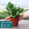 Planta Suculenta Grande em Vaso de Tronco Velho Yushu para Interior, Todas as Estações, Fácil de Cuidar, Planta Verde Purificadora de Ar, Planta em Vaso Sempre-Viva