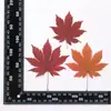 Flores Secas de Hoja de Arce, Especímenes de Plantas en Relieve, Joyería con Pegamento de Enseñanza, Marcapáginas, Marcos de Fotos, Pegatinas en Relieve, Pinturas Decorativas de Hojas