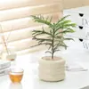 Planta de Mesa em Vaso Pessoa Preguiçosa Purifica o Ar Florais Internos Sala de Estar Escritório Plantas Verdes Estilo Ins Escandinavo Casa Nova
