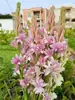 Bulbos de Nardo, Plántulas de Jazmín de Noche, Plantas Perennes de Aroma Fuerte, Flores Fáciles de Cultivar para Jardines Interiores y Exteriores en Todas las Estaciones