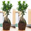 Bonsai de figueira grande, adequado para mesas de escritório, salas de estar e como folhagem de interior; Plantas de figueira pequena em vaso, fáceis de cultivar e cuidar