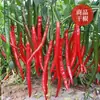8819 Sementes de Pimenta da Linha, Pimenta Picante Fina para Cima, Pimenta Parafuso, Pimenta Beleza, Sementes de Pimenta Milho, Pimenta Vermelha