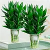 Bambú Guanyin, Bambú Atractor de Fortuna, Flor de Raíz Hidropónica, Planta Verde Atractora de Riqueza, Cesta de Potos, Planta en Maceta Fácil de Cuidar para Uso en Oficina