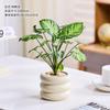 Celebridade da Internet Elfo Verde, Planta em Vaso Resistente à Sombra para Proteger da Radiação da Mesa do Escritório, Purifica o Ar, Plantas Verdes e Florais Fáceis de Cultivar para Iniciantes
