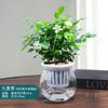 Rábano Verde Gardenia Árbol de la Fortuna Hiedra Espárrago Plantas Verdes Pequeñas Hidropónicas de Interior Purifican el Aire Plantas Verdes en Maceta