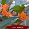 Planta em Vaso de Árvore de Osmanthus para Jardins Internos e Externos, Bonsai, Floresce o Ano Inteiro, Flores Perfumadas com Aroma Forte