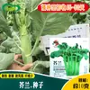 As Plantas de Sementes de Couve Shenhe São Verticais, Resistentes ao Calor, de Crescimento Rápido, com Folhas Verdes, Crocantes e Tenras, e Possuem Sementes de Couve de Boa Qualidade