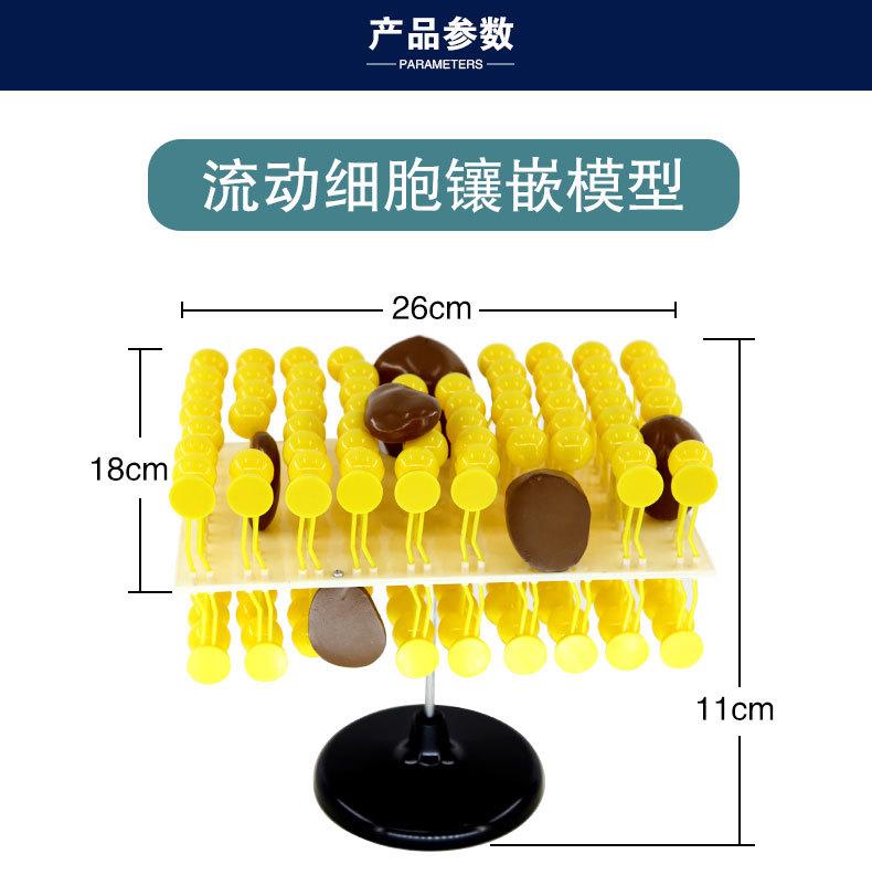 33304细胞流动镶嵌模型_05_01