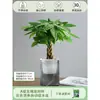 Árbol de la Fortuna Trenzado Planta Pequeña en Maceta Bonsái Escritorio Oficina Planta Verde Tolerante a la Sombra Planta Hidropónica