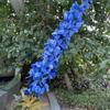 Viento de océano azul flores de simulación para boda al por mayor azul oscuro azul zafiro azul bruma blanco boda camino guía techo flores falsas