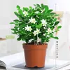 Planta en maceta Jiulixiang, plántula de Qilixiang, fácil de cuidar, flores fragantes, para interior, balcón, patio, plántula de cuatro estaciones, planta adulta