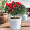 Rododendro Rojo Yingshan Flor en Maceta Interior con Maceta Planta Verde Planta de Flor Plántulas de Flor Venta al por Mayor Azalea