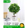 Mudas Pequenas de Limão Laranja Verde de Hainan Mudas de Semente de Limão Kumquat Em Vasos Sala de Estar Interna Varanda Árvore Frutífera Mudas de Frutas o Ano Todo
