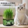 Snacks Personalizados para Gatos, Plantas de Hierba para Gatos en Maceta Pequeña, Control de Bolas de Pelo, Dropshipping, Plantas de Hierba para Gatos Perezosos en Maceta, Shandong Linyi