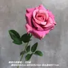 Rama única Rosa Fengyan flor artificial tela de lija comercio exterior rosa de alta calidad material de flor para boda flor de mano rosa falsa