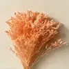 Flor Eterna Grama de Cristal Fabricante Atacado Transfronteiriço DIY Cúpula de Vidro Casamento Materiais Florais Festival Qixi Ins Flores Reais