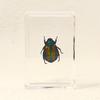 Insecto real, resina, cristal transparente, pegamento, ámbar, escorpión, araña, escarabajo, artesanías creativas transfronterizas, adornos.