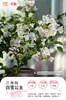 Plántulas de Buganvilia en Maceta con Flores, Plántulas Extra Grandes, Sakura Zhanghong, Interior Balcón, Floración Multitemporada, Enredadera de Alto Nivel