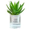 Aloe Vera en Maceta Interior Eliminación de Formaldehído Purificador de Aire Planta Verde Escritorio de Oficina Suculenta Fácil de Cultivar Flores y Cactus Todo el Año