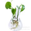 Vaso de vidro simples criativo transparente hidropônico verde rabanete vaso de plantas vaso de flores Vaso de jacinto decoração de sala de estar