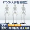 Modelo de Esqueleto Humano 1:1 para Adultos 170cm Esqueleto Humano Padrão Crânio Médico Esqueleto Espécime Anatômico