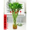 Dragón de Bambú Wenchang Bambú 4 Piezas con Raíces para Cultivo en Agua, Bambú Rico y Próspero, Plantas de Alto Cultivo en Agua, Plantas de Interior para Sala de Estar
