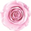 Caja de Joyería Cuadrada de Flores Eternas, Caja para Anillo Flor de Rosa de Cristal, Regalo de Boda San Valentín con Flores Secas, Accesorios de Decoración para Puesto