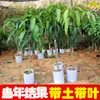 Manga Tainong Manga Guiqi Manga Quatro Estações Manga Imperatriz Vermelha Frutas Enxertadas Mudas de Manga Mudas de Manga Que Dão Frutos no Mesmo Ano