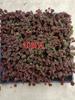 Sedum Chino Premium Hierba Buda Dorada Hierba Nieve Delgada Hierba Buda Hoja Dorada Maceta Planta Cubresuelos Flor Resistente al Frío Hierba Espejo