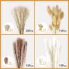 Flores Secas de Amazon Hierba de Pampa Cañas Decorativas Hierba Cola de Conejo DIY Ramo Mixto Exclusivo Transfronterizo Materiales DIY de Flores Secas