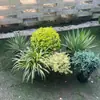 Arreglos de Plantas Grandes para Paisajismo, Decoraciones Florales de Jardín, Conjuntos de Paisajismo para Esquinas de Hoteles y Restaurantes, Manojos de Cañaveral Real
