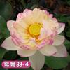 Loto Ornamental en Maceta Acuicultura Loto Comestible Plántulas Semillas de Lirio de Agua Nenúfares Semillas de Flores Plantas de Estanque Hidropónicas