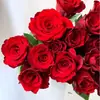 Envio Direto de Peça Única Plantas em Vasos Mudas de Rosa Vermelha Plateau Flores de Corte Vermelhas Flores de Rosa Arbustos Grandes Pátio Varanda