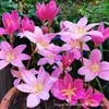 Bulbos de Lírio-da-chuva Grau A+ Pétala Dupla Em Vasos Interior Varanda Floresce nas Quatro Estações Fácil de Cultivar Flores Bulbo para Iniciantes Atacado