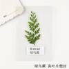 Espécimes de Plantas Plásticas com Nomes, Cartões de Folhas Reais, Adesivos Plásticos, Reconhecimento de Folhas para Crianças, Flores Secas, Marcadores de Página para Estudantes