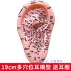 Modelo de acupuntos auriculares de 19 cm ultra claro con letras de múltiples acupuntos, modelo de acupuntos auriculares, modelo de acupuntos de acupuntura auricular, masaje de aurícula, fisioterapia