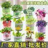 Observação e Cultivo de Plantas em Vasos Pequenos DIY para Alunos do Ensino Fundamental, Cultivo de Sementes de Plantas, Plantas de Interior, Presentes para Crianças, Atacado de Plantas em Vasos