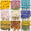 Coleção de Galhos de Flor de Crisântemo, Pacote de Material para Embossing de Flores Secas, Material para DIY Feito à Mão, Espécime de Planta, Marcador de Página Embossado com Cola